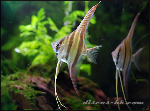 埃及神仙魚