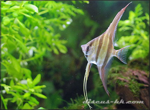 埃及神仙魚