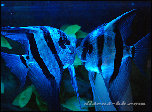 埃及神仙魚