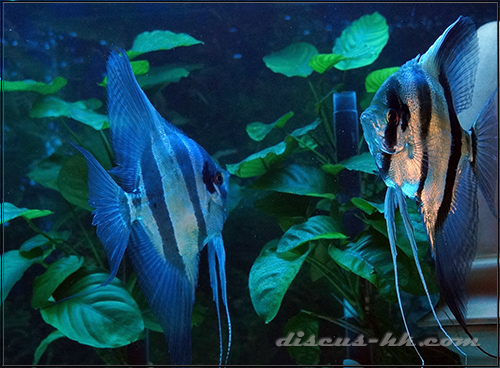 埃及神仙魚