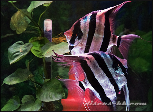 埃及神仙魚