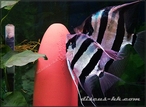 埃及神仙魚