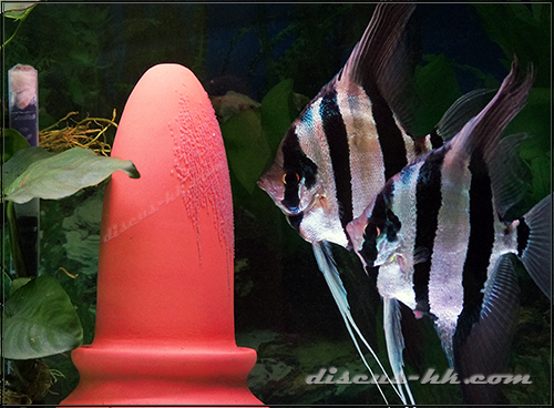 埃及神仙魚
