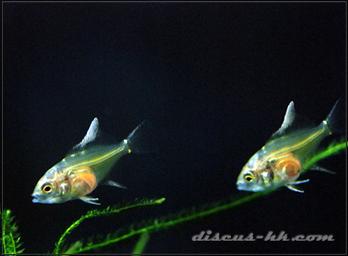 埃及神仙魚