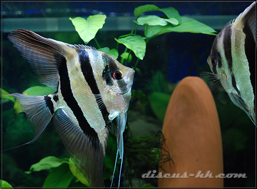 埃及神仙魚