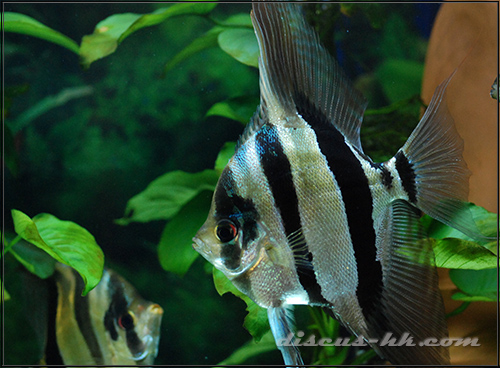 埃及神仙魚