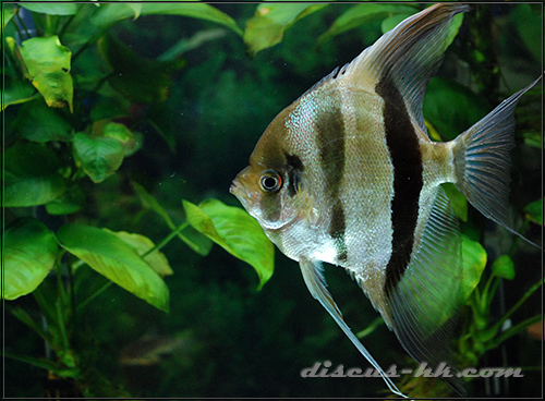 埃及神仙魚
