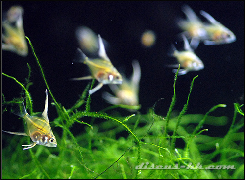 埃及神仙魚
