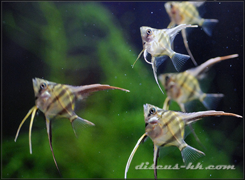 埃及神仙魚