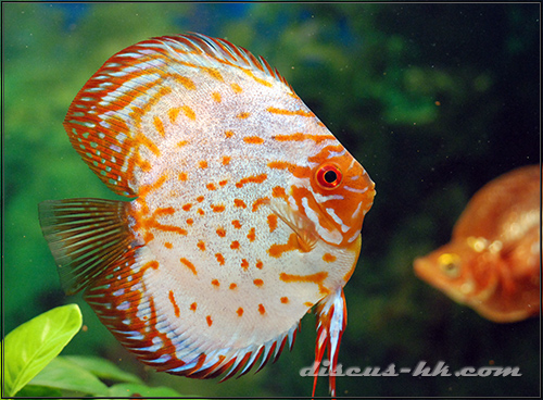 七彩神仙魚