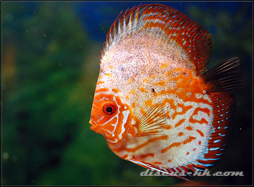 七彩神仙魚