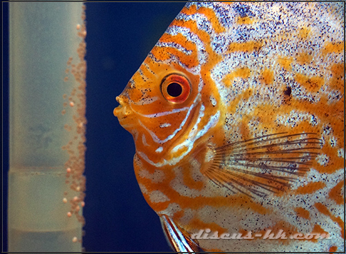 七彩神仙魚
