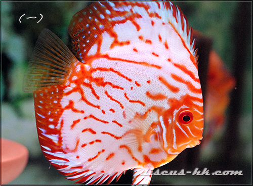鴿子七彩神仙魚
