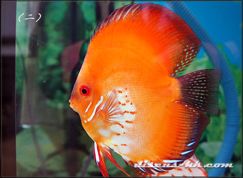 鴿子七彩神仙魚