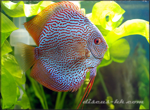 七彩神仙公魚