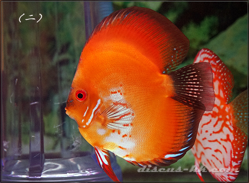 鴿子七彩神仙魚