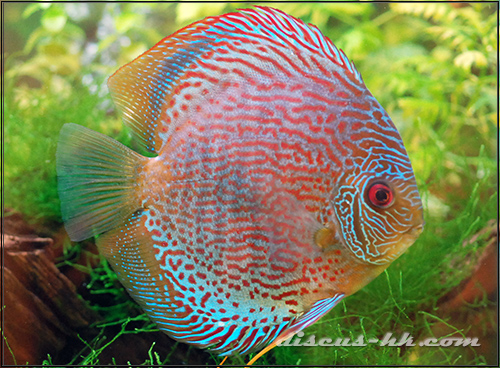 七彩神仙公魚