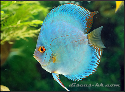 七彩神仙公魚