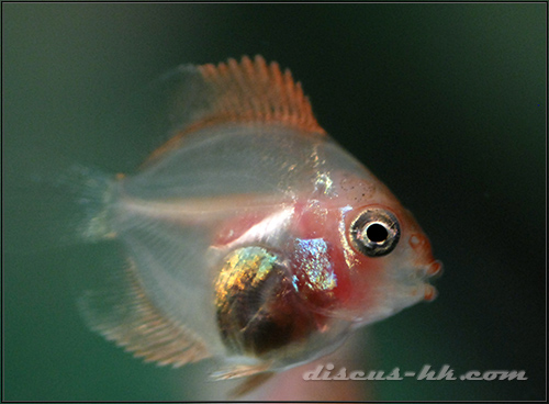 七彩神仙魚繁殖
