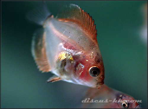 七彩神仙魚繁殖