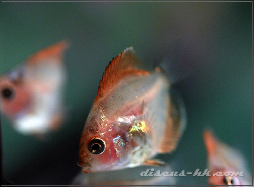 七彩神仙魚繁殖