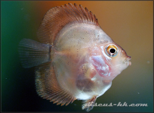 七彩神仙魚繁殖