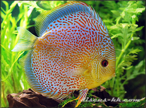 七彩神仙母魚