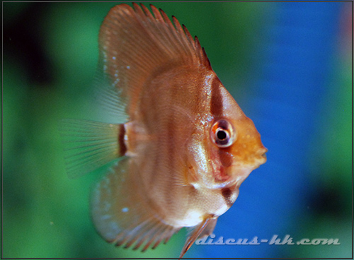 七彩神仙魚繁殖