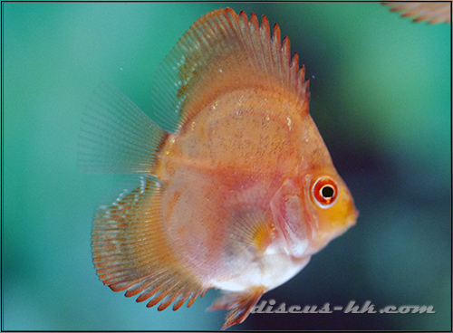 七彩神仙魚繁殖