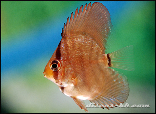 七彩神仙魚繁殖
