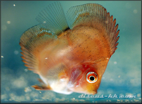 七彩神仙魚繁殖