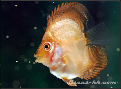 七彩神仙魚繁殖