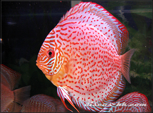 七彩神仙母魚