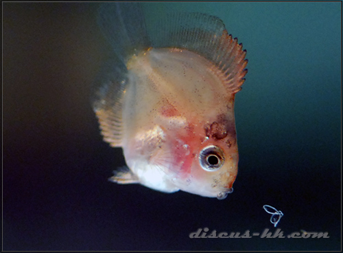 七彩神仙魚繁殖