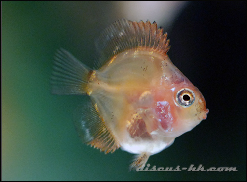 七彩神仙魚繁殖