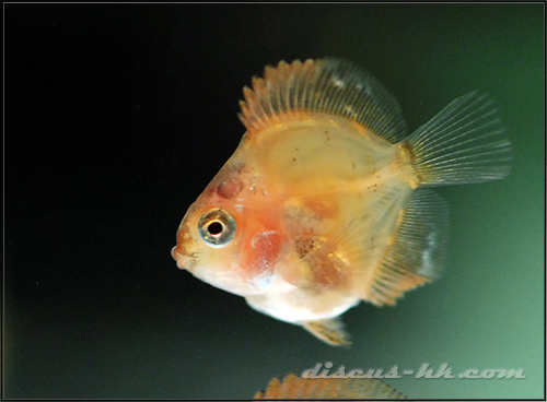 七彩神仙魚繁殖