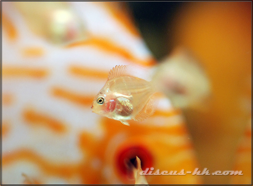 七彩神仙魚繁殖