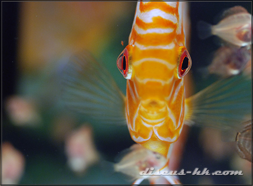 七彩神仙魚繁殖