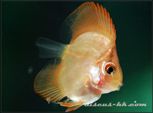 七彩神仙魚