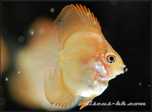 七彩神仙魚