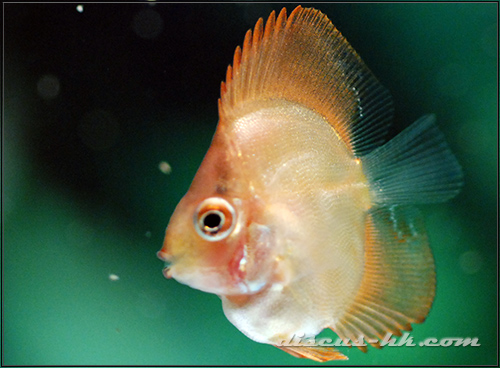 七彩神仙魚