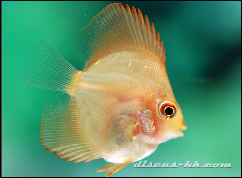 七彩神仙魚