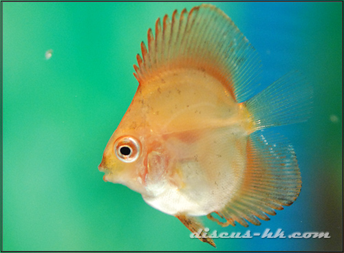 七彩神仙魚