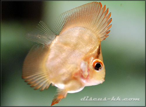 七彩神仙魚