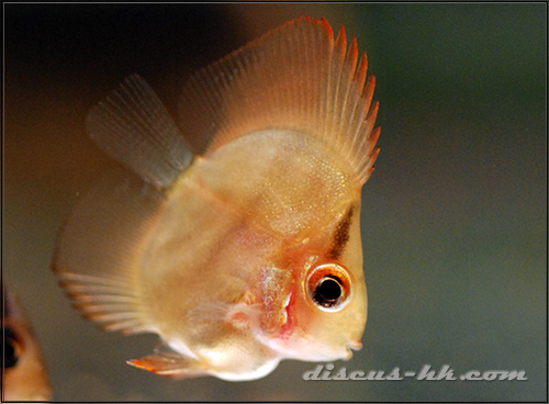 七彩神仙魚