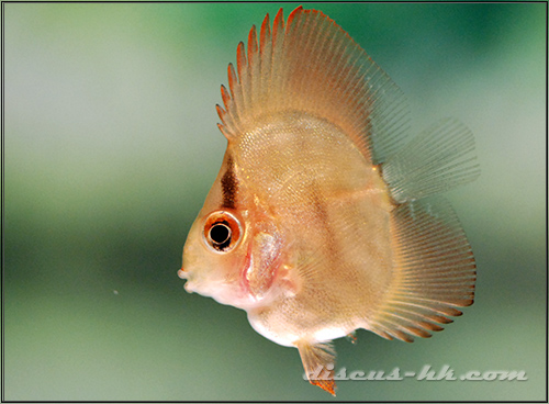 七彩神仙魚