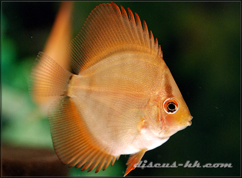七彩神仙魚