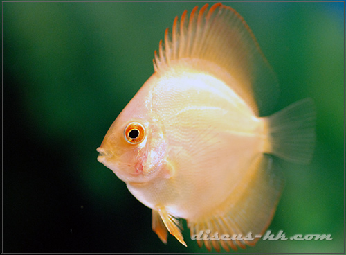 七彩神仙魚