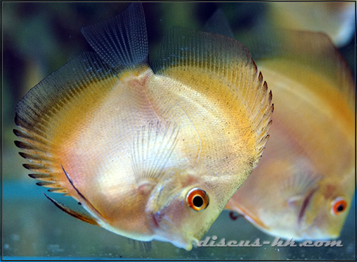 七彩神仙魚