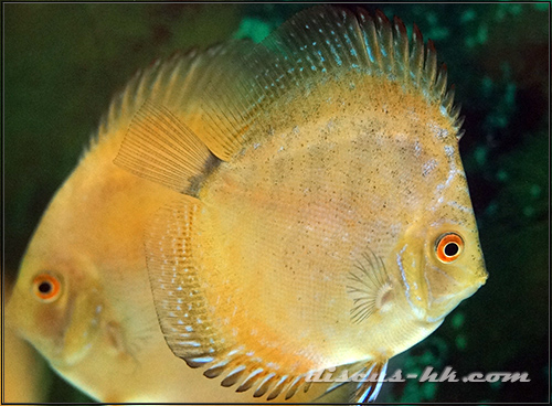 七彩神仙魚